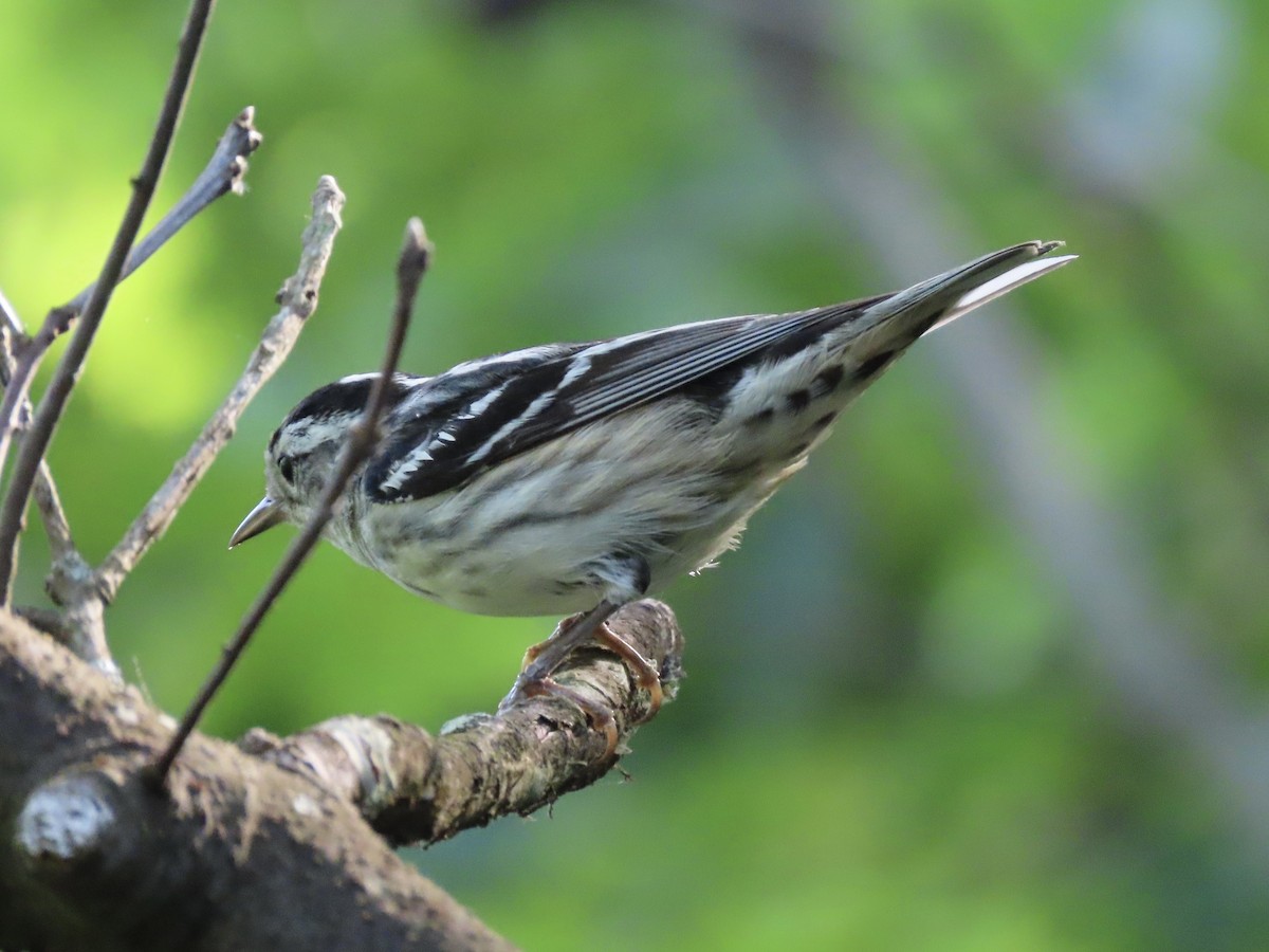 Black-and-white Warbler - ML620659751