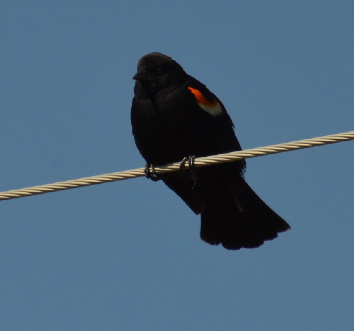 Red-winged Blackbird - ML620659752