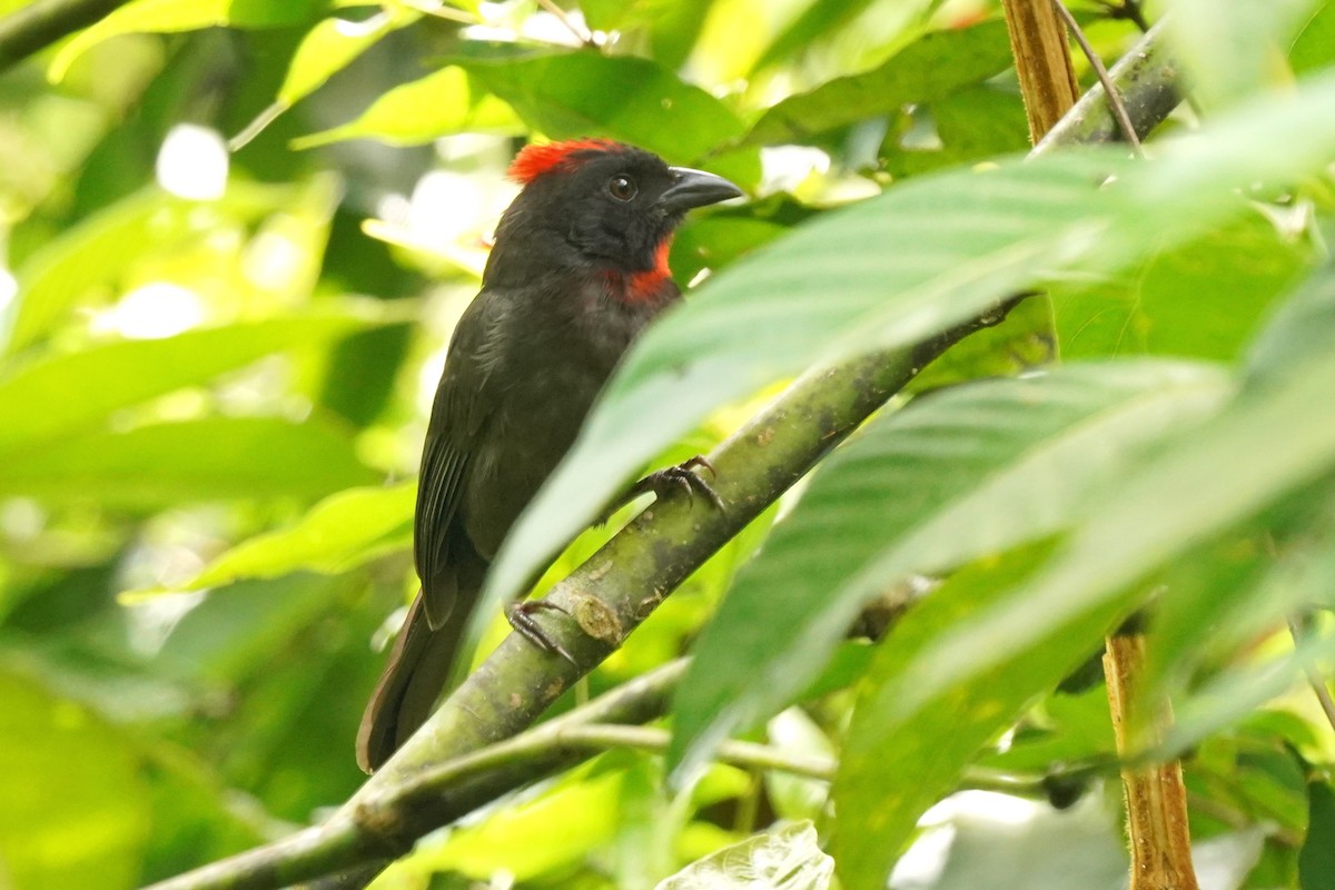 Sooty Ant-Tanager - ML620659753