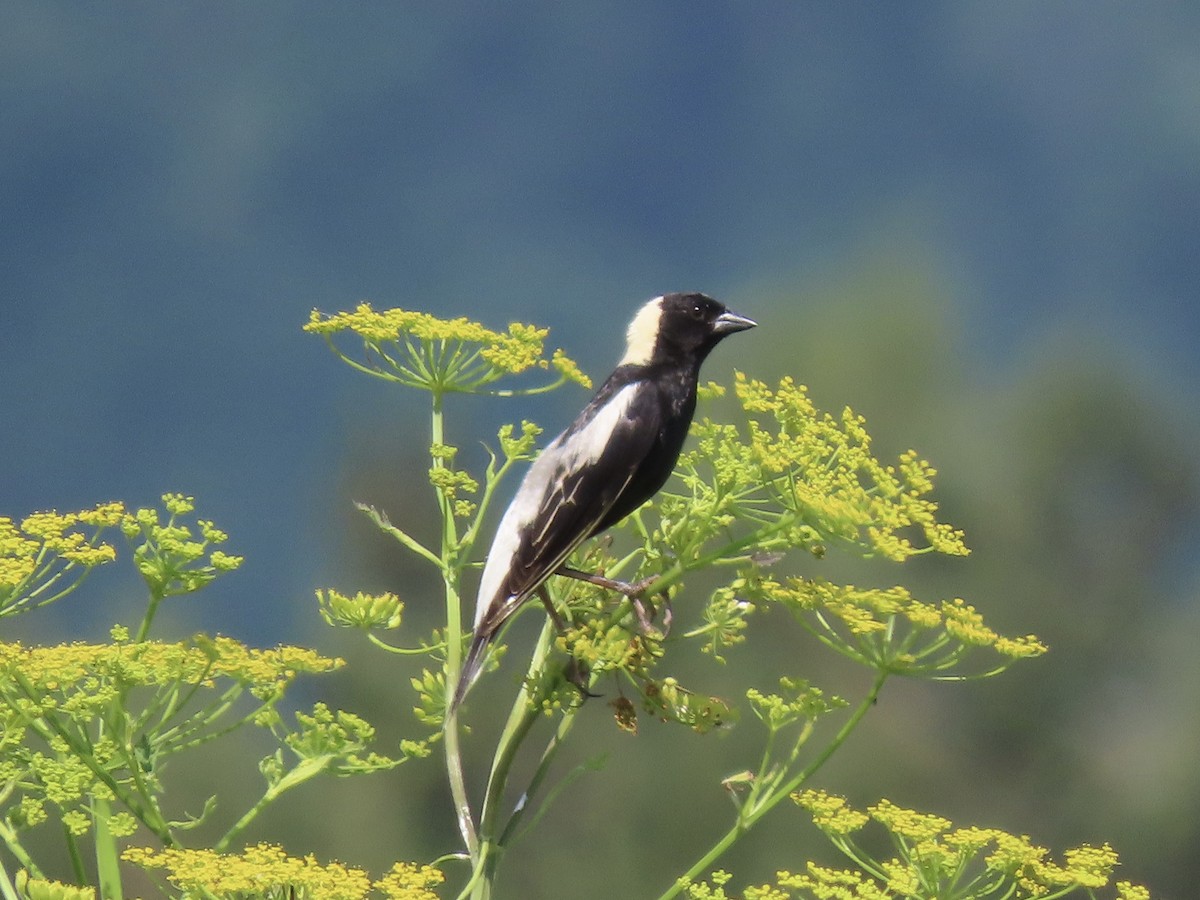 bobolink americký - ML620659769