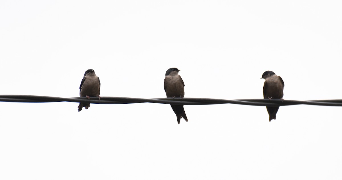 Brown-bellied Swallow - ML620659771