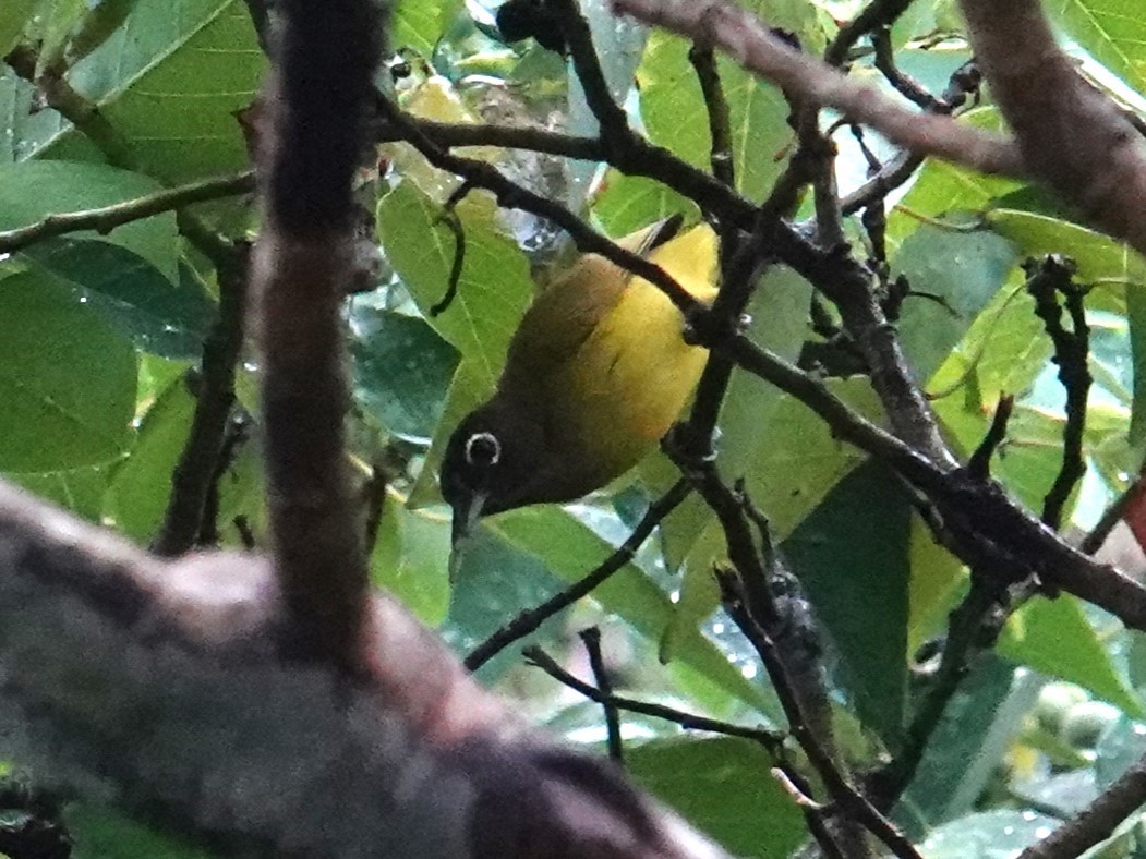 Black-headed White-eye - ML620659774