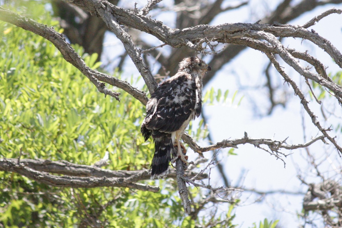 Cooper's Hawk - ML620659775