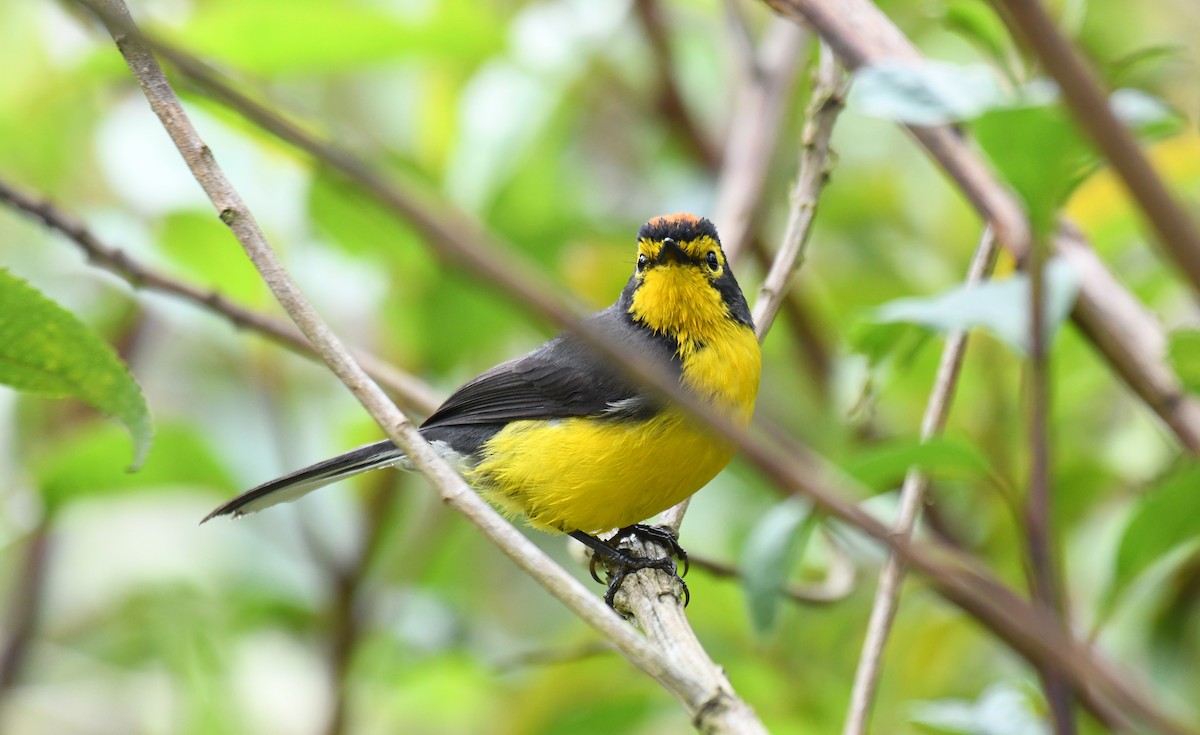 Spectacled Redstart - ML620659776