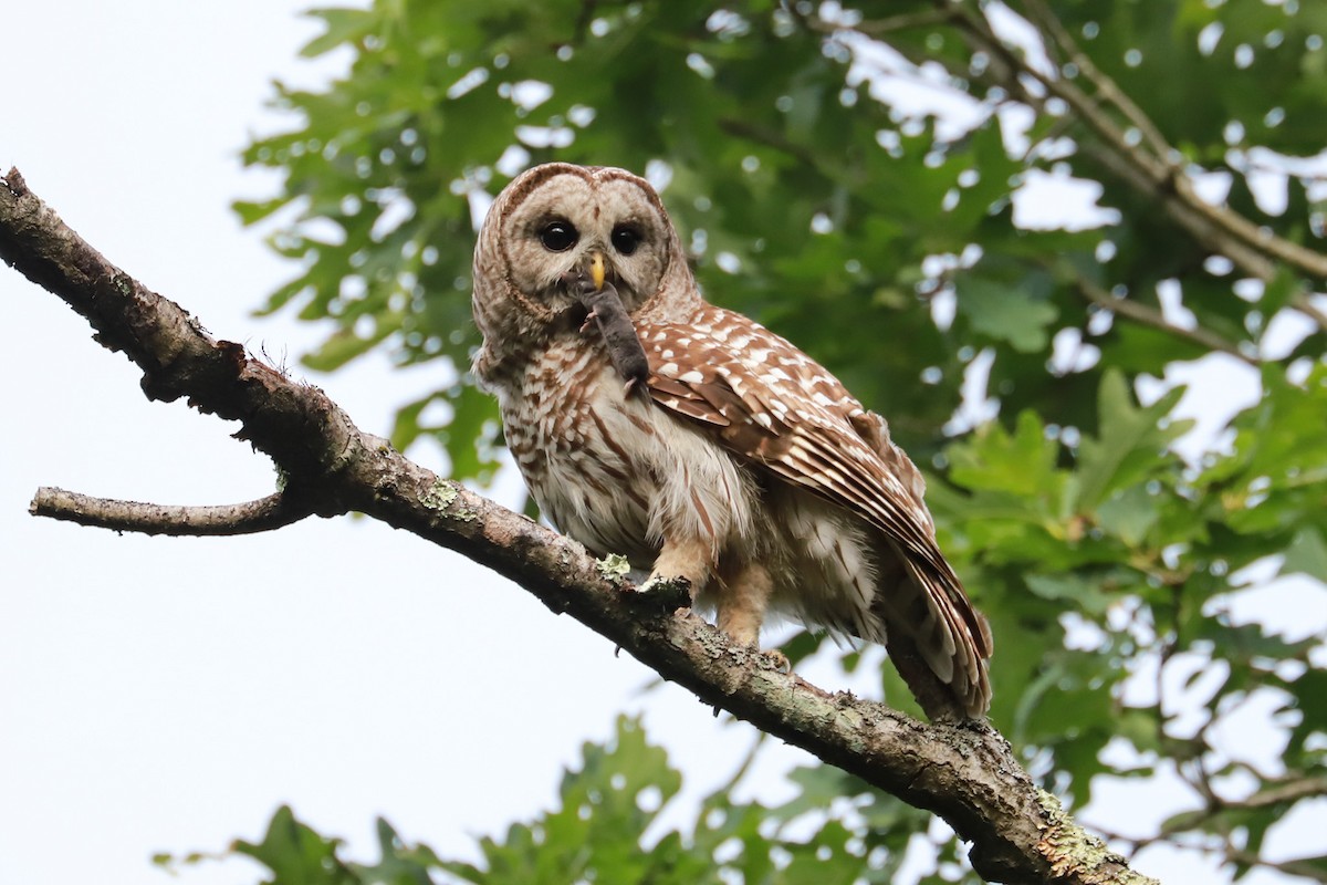 Barred Owl - ML620659777