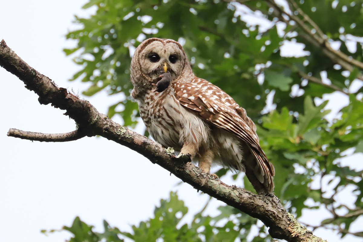 Barred Owl - ML620659778