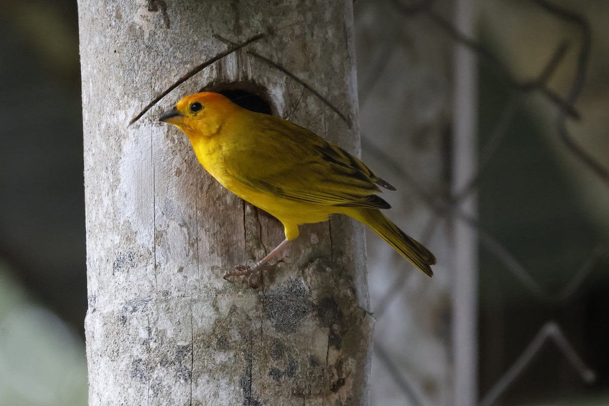 Saffron Finch - ML620659780