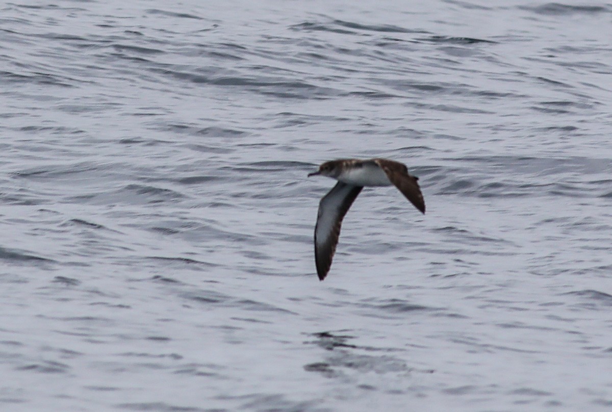 Black-vented Shearwater - ML620659781