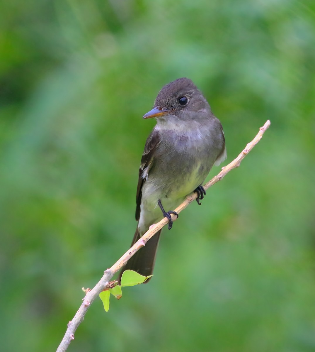 Eastern Wood-Pewee - ML620659784