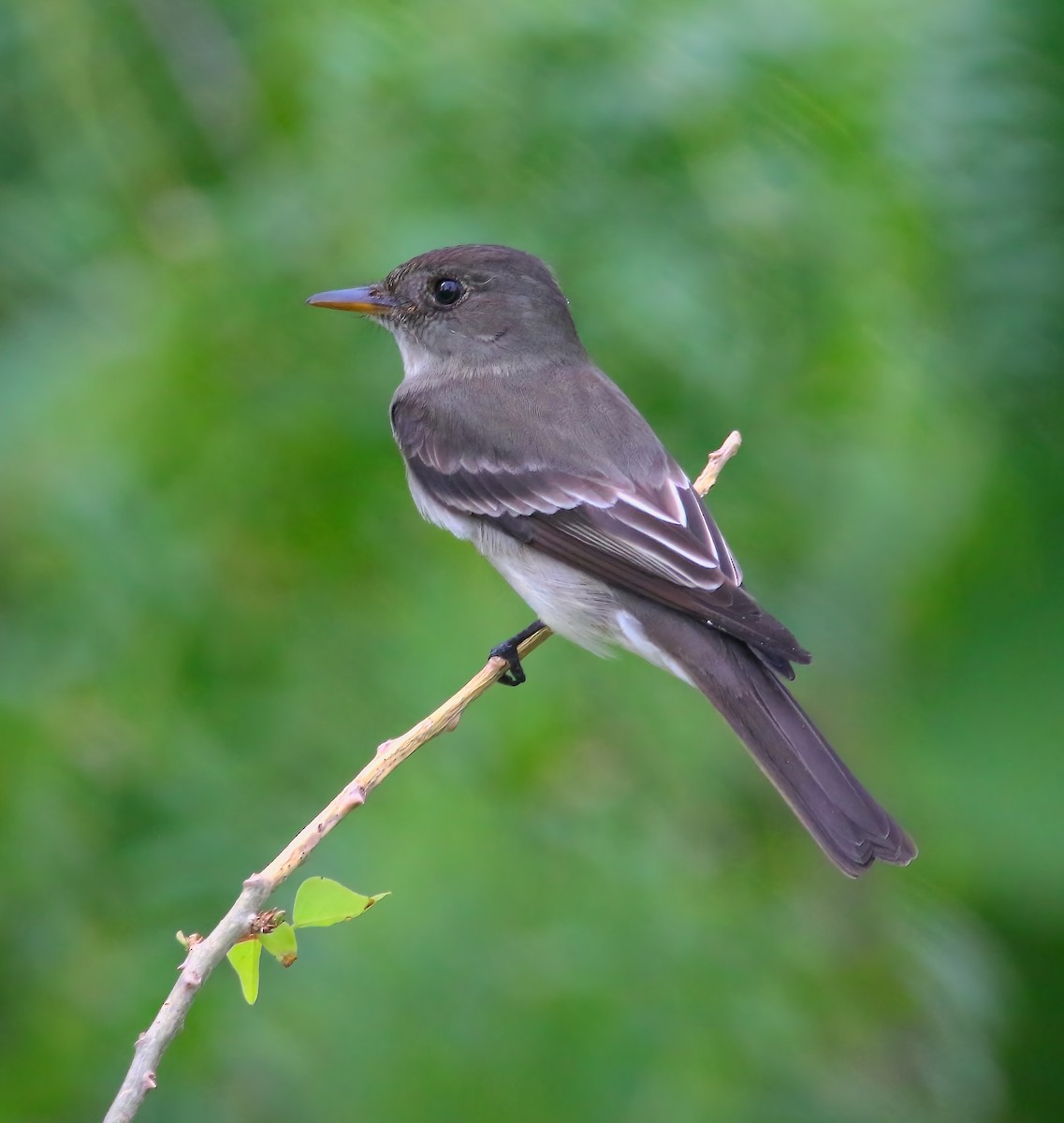 Eastern Wood-Pewee - ML620659785