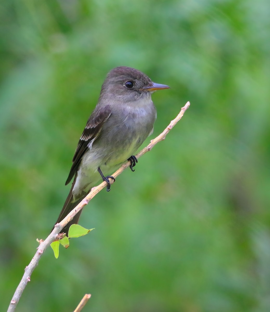 Eastern Wood-Pewee - ML620659786