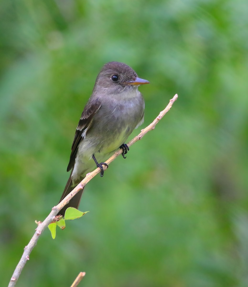 Eastern Wood-Pewee - Aidan Griffiths