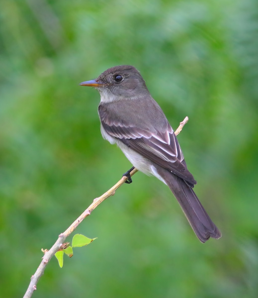 Eastern Wood-Pewee - ML620659788