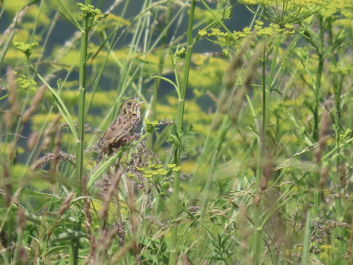 Henslow's Sparrow - ML620659790