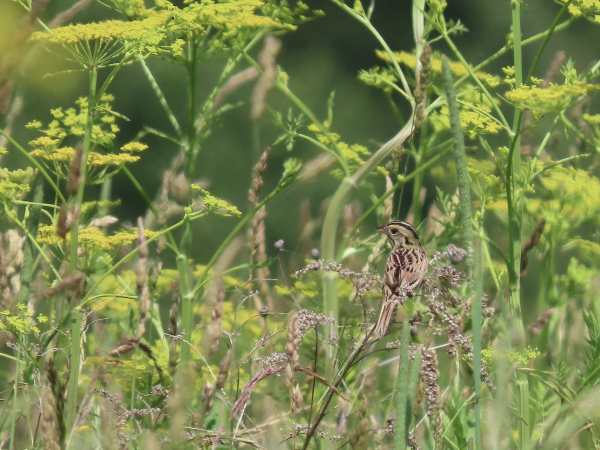 Henslow's Sparrow - ML620659794