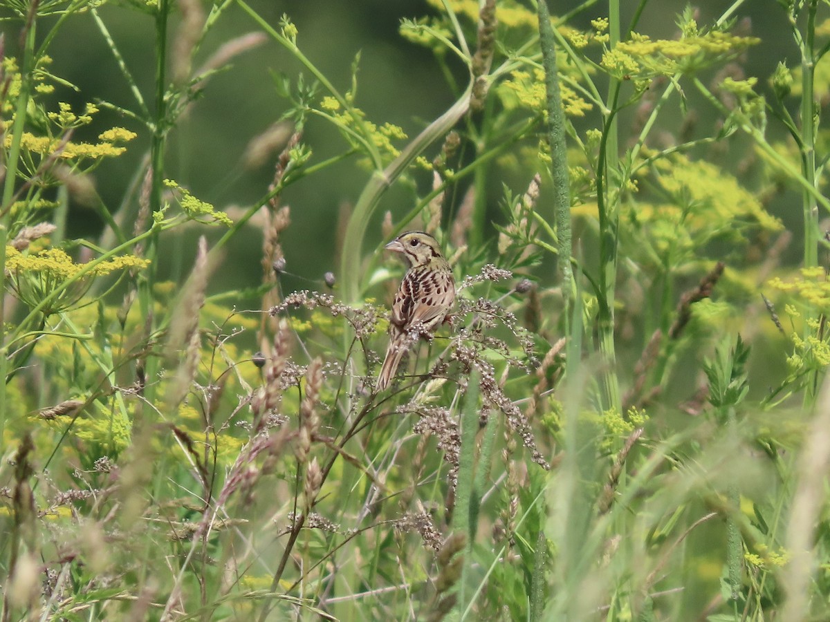 Henslow's Sparrow - ML620659795