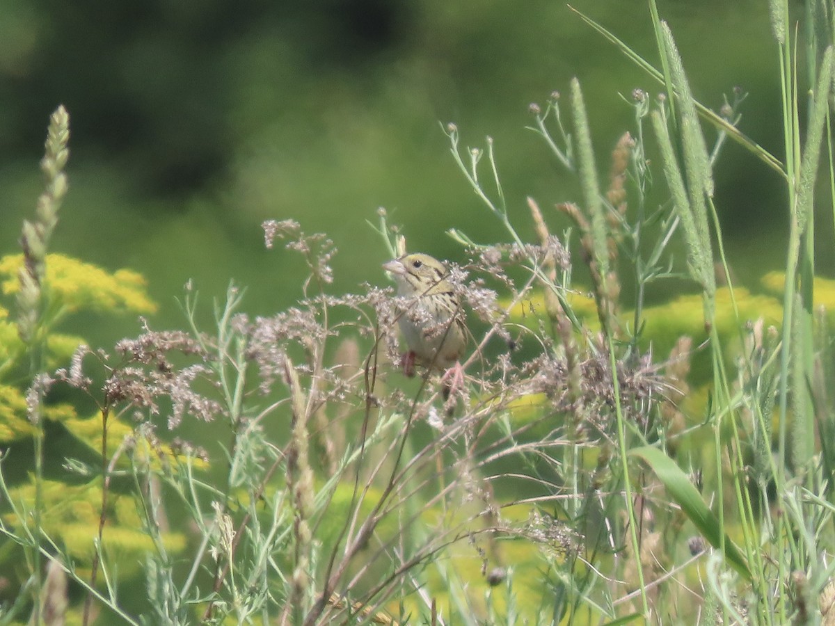 Henslow's Sparrow - ML620659796