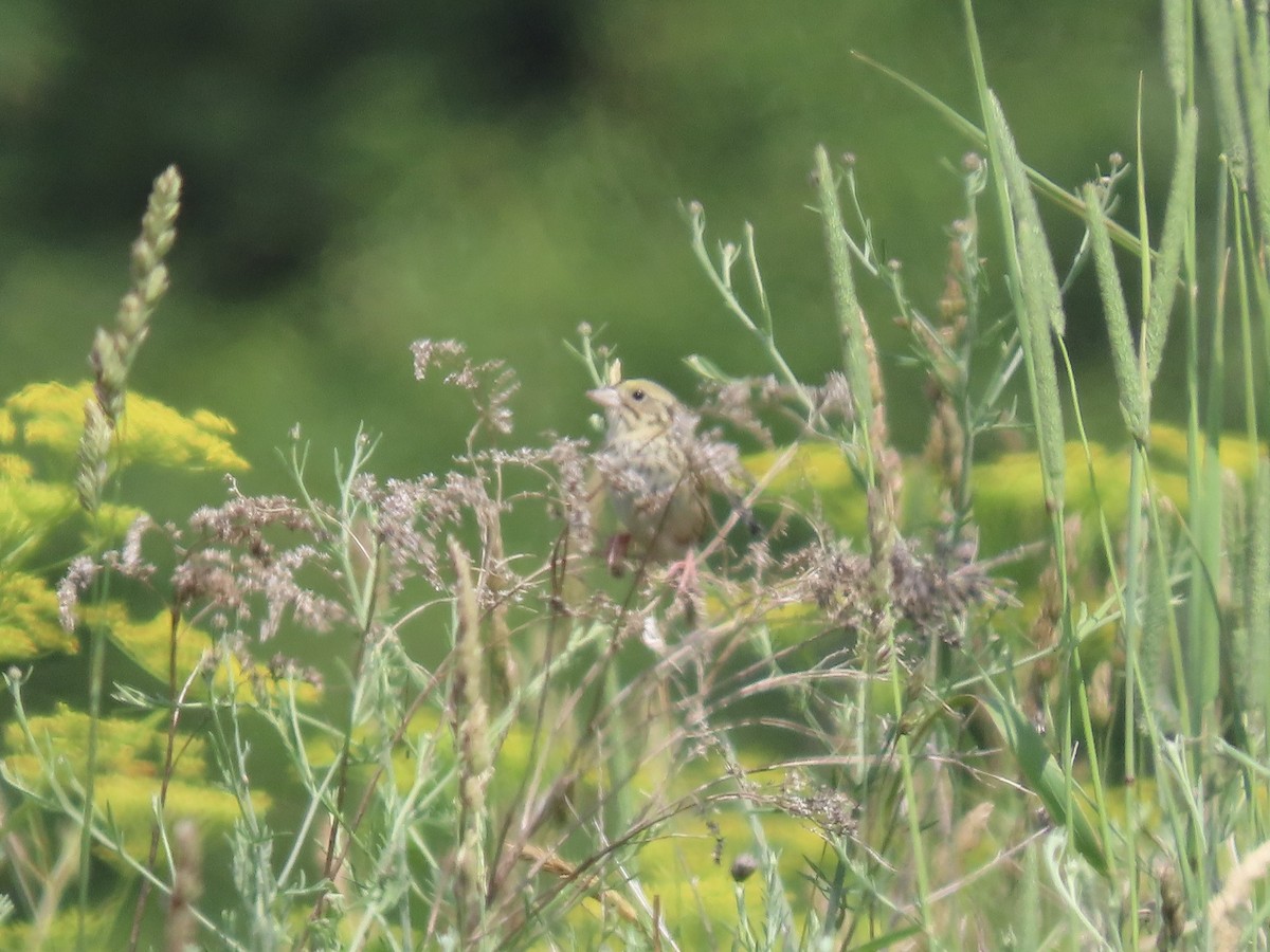 Henslow's Sparrow - ML620659797