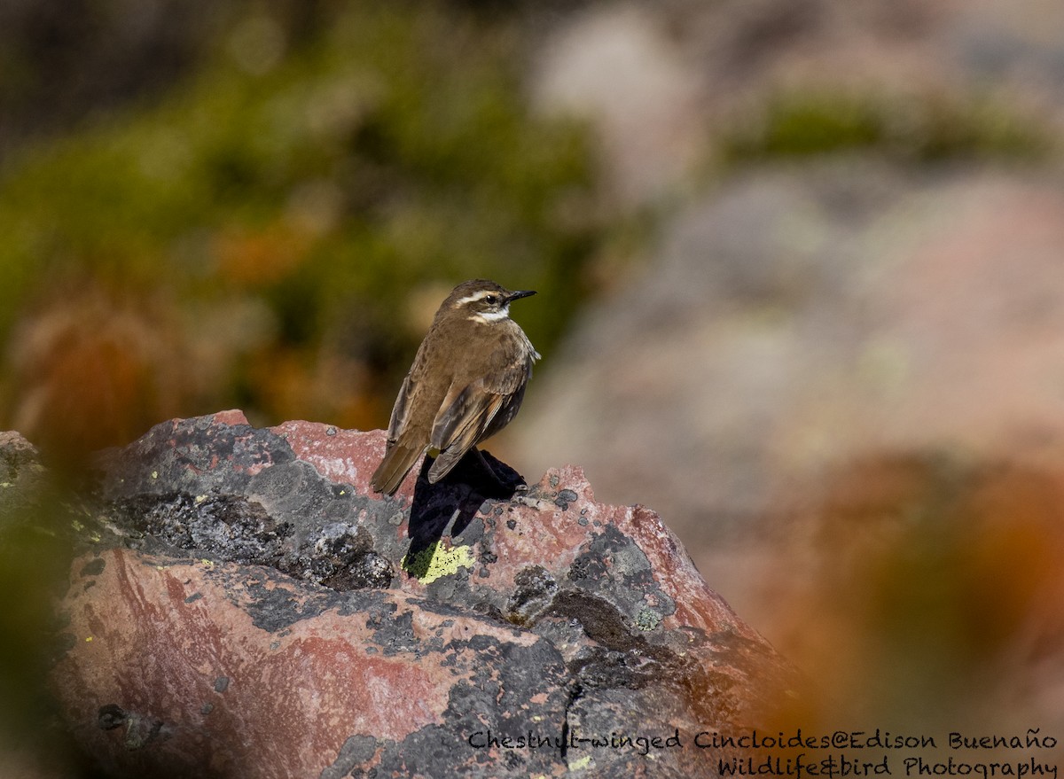 Chestnut-winged Cinclodes - ML620659799