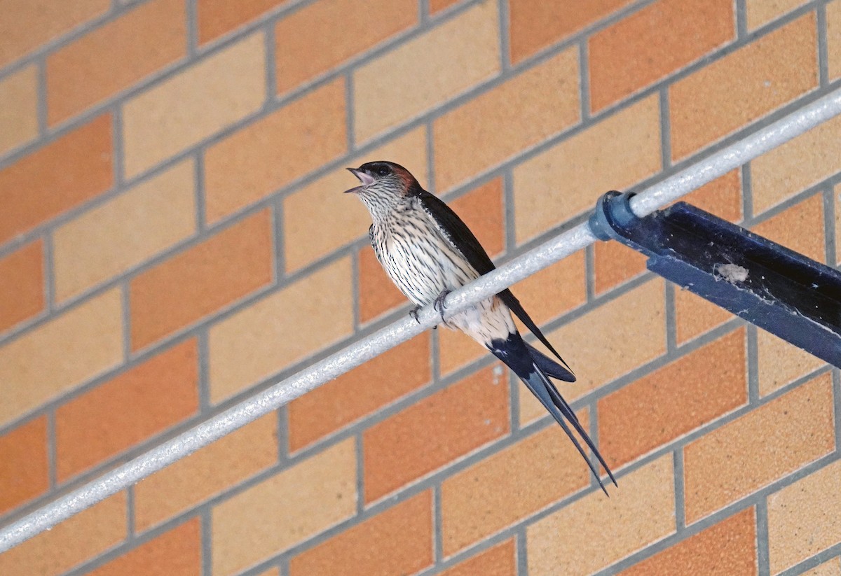 Red-rumped Swallow - ML620659805