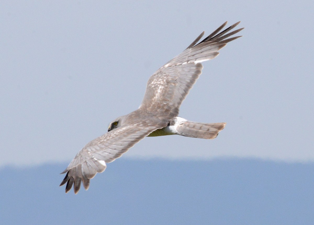 Northern Harrier - ML620659806