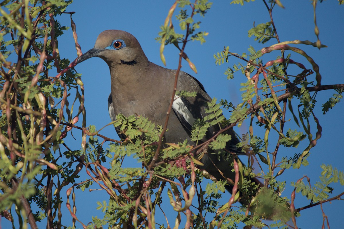 White-winged Dove - ML620659812