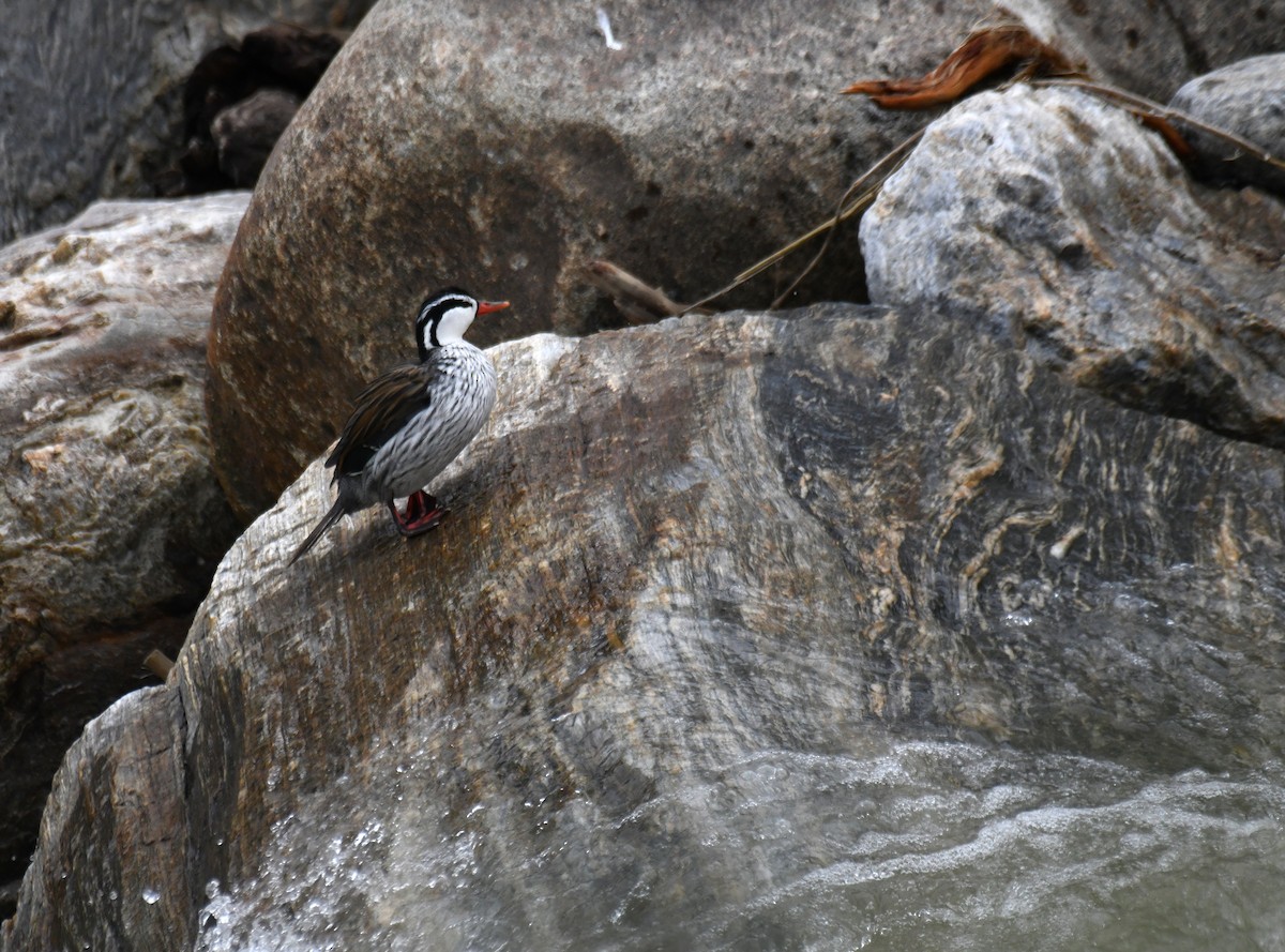 Torrent Duck - ML620659813