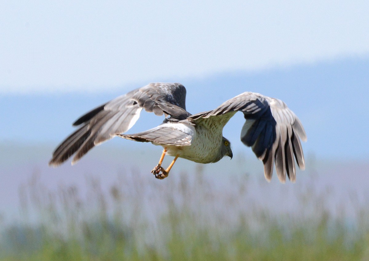 Northern Harrier - ML620659818