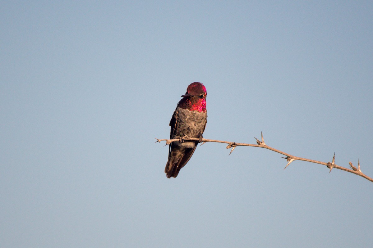 Colibrí de Anna - ML620659820