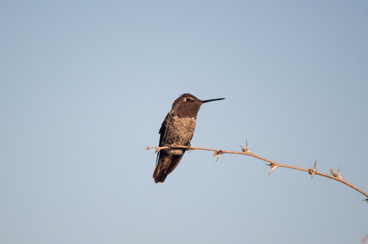 rødmaskekolibri - ML620659821