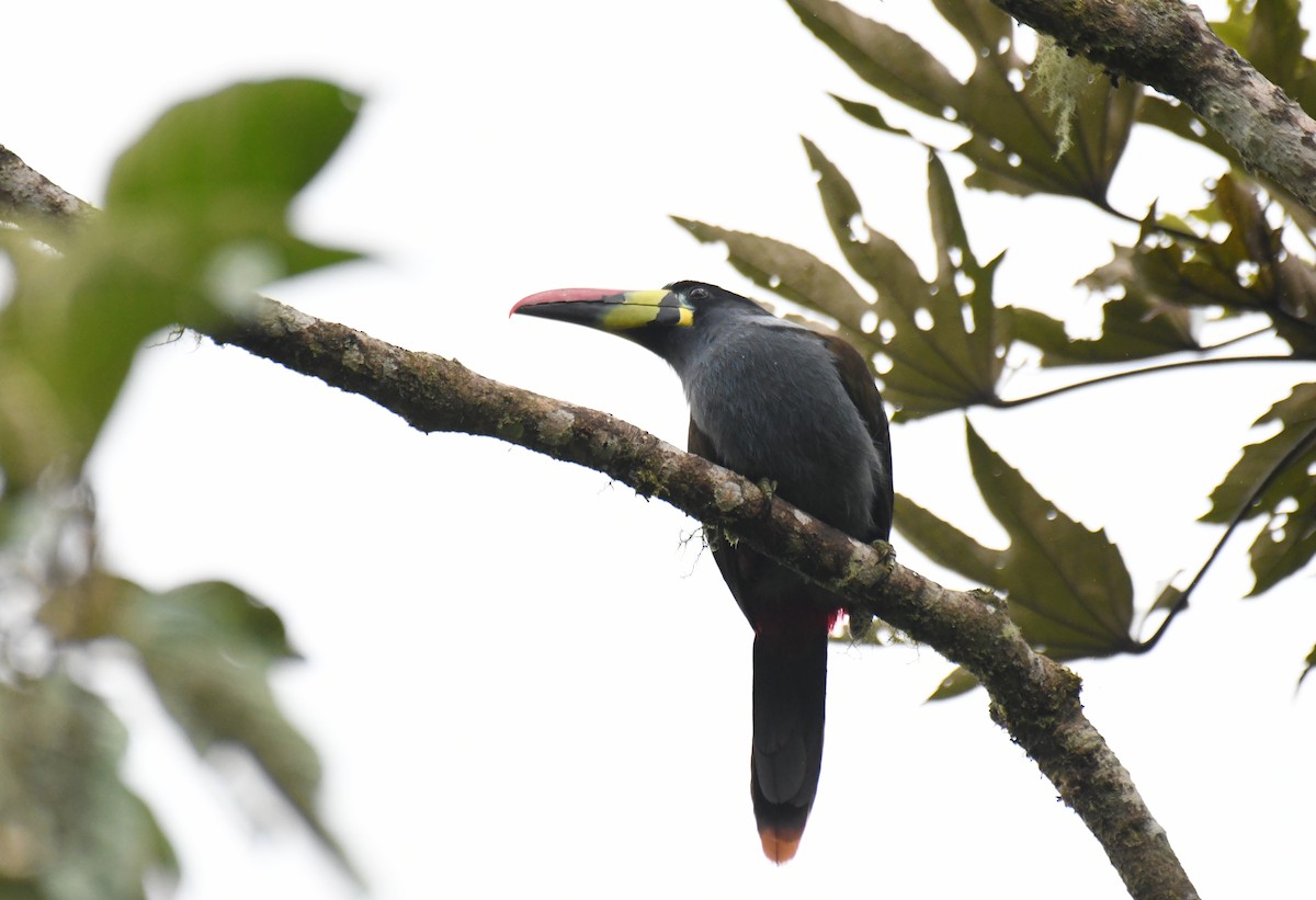 Gray-breasted Mountain-Toucan - ML620659835