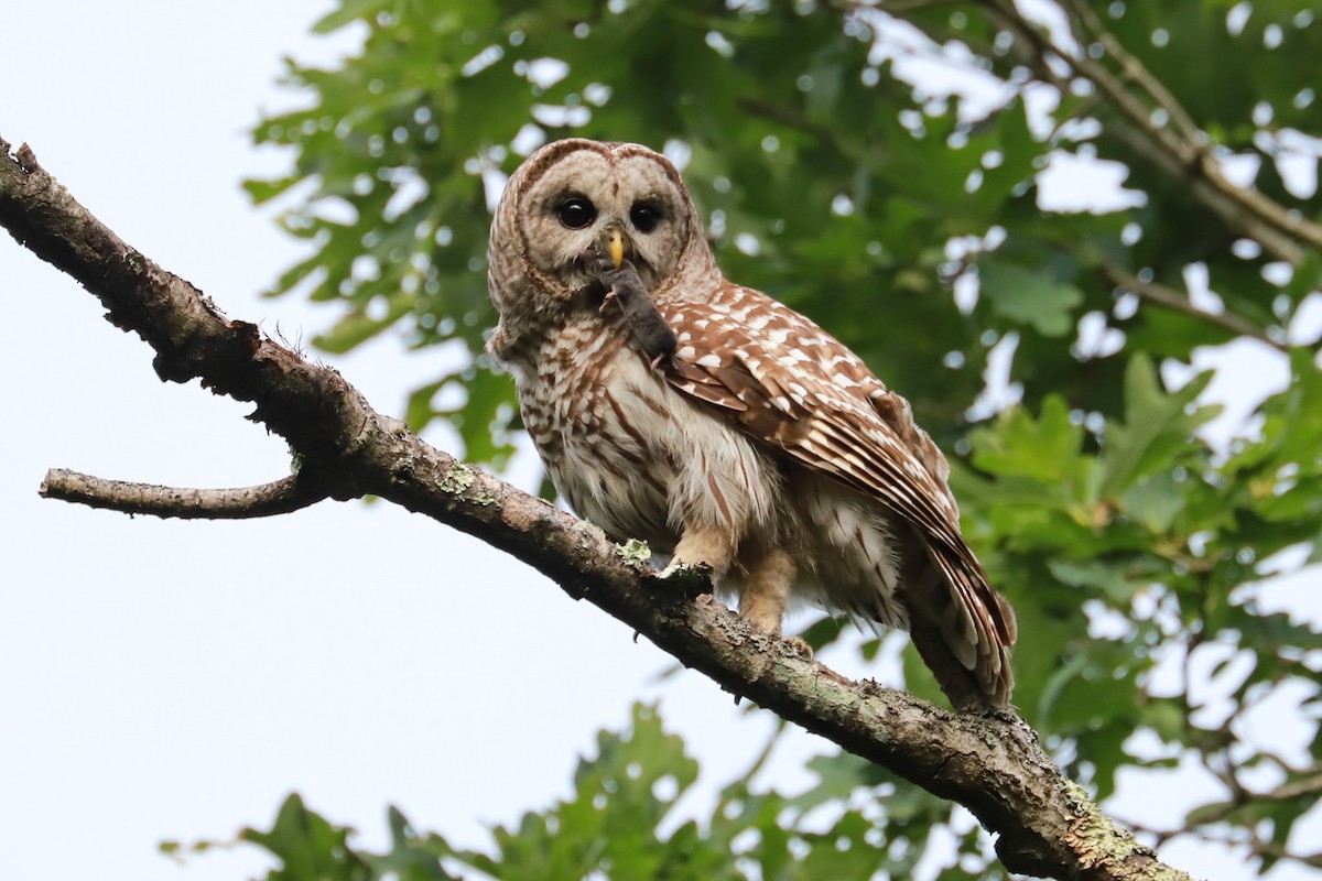 Barred Owl - ML620659836