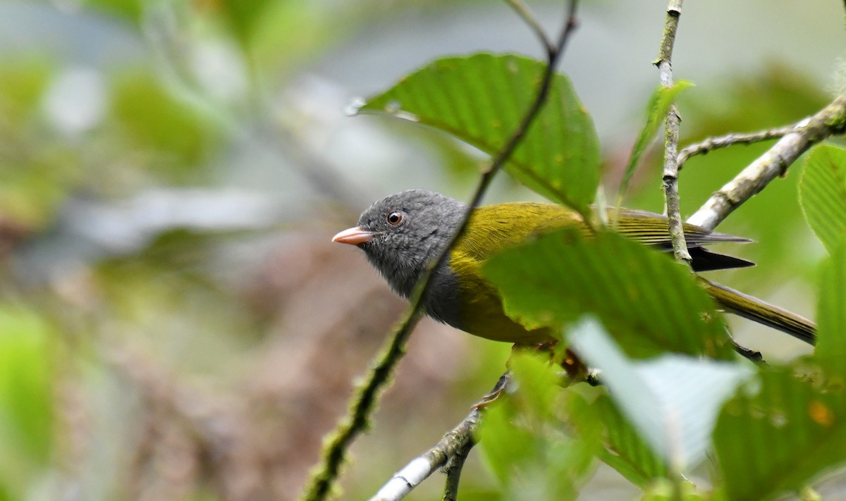 Gray-hooded Bush Tanager - Ben Peters