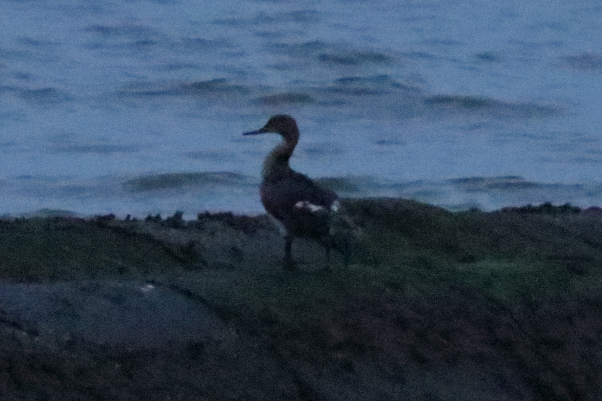 Red-breasted Merganser - ML620659840