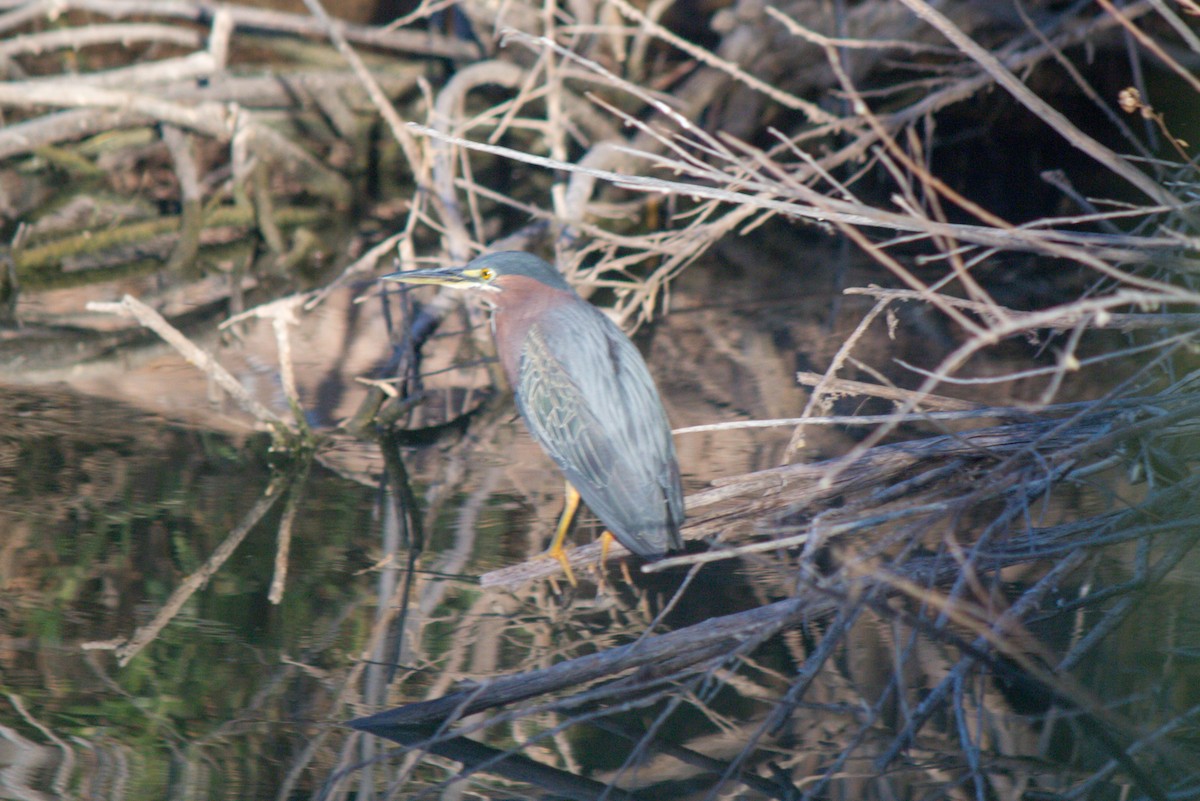 Green Heron - ML620659841