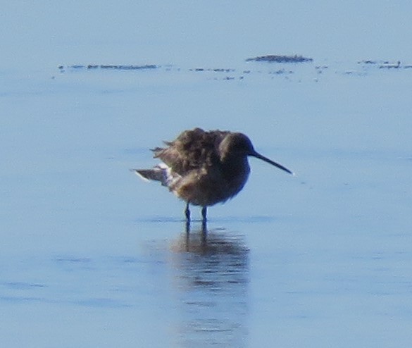 Hudsonian Godwit - ML620659842