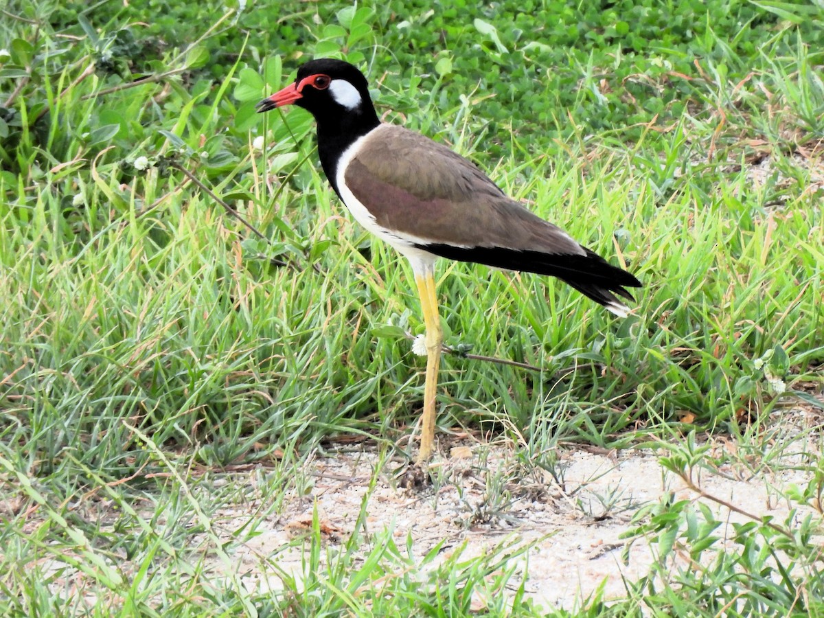 Red-wattled Lapwing - ML620659844