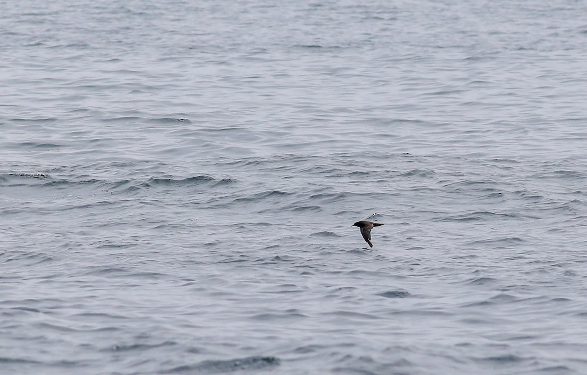 Sooty Shearwater - ML620659850