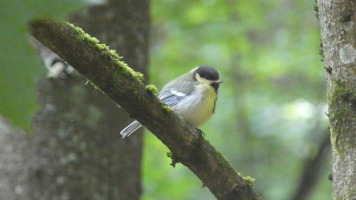 Great Tit - ML620659856