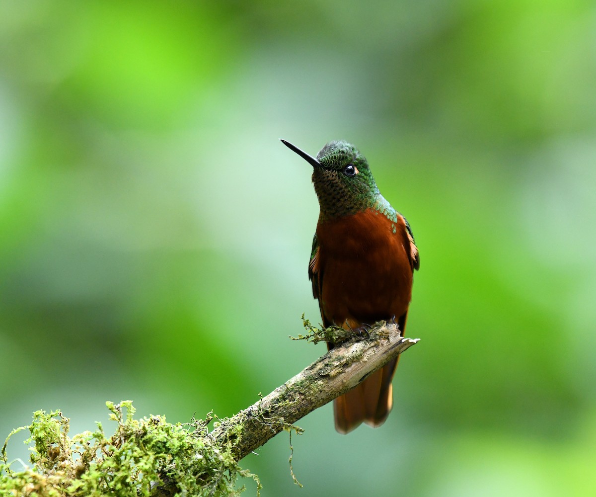 Colibrí Pechirrojo - ML620659857