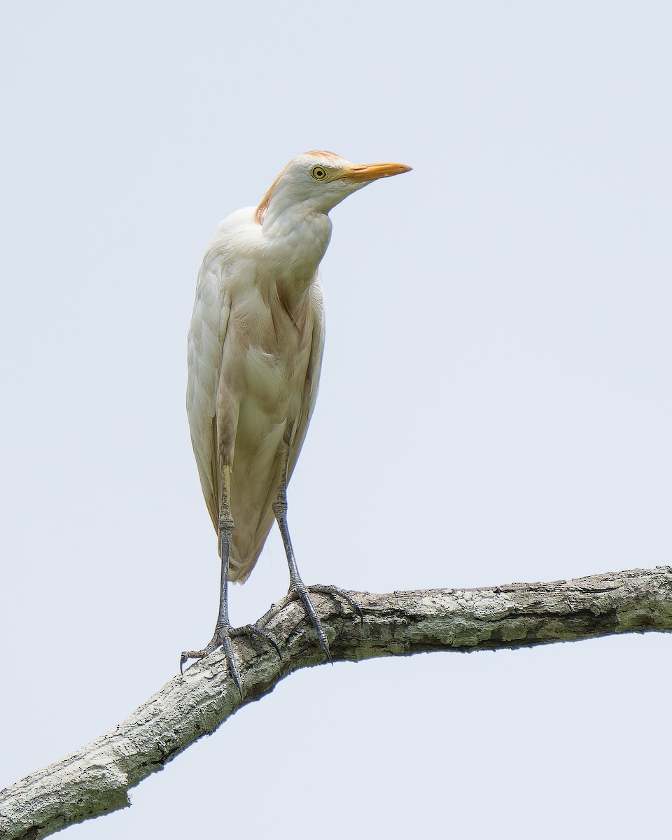 Western Cattle Egret - ML620659859