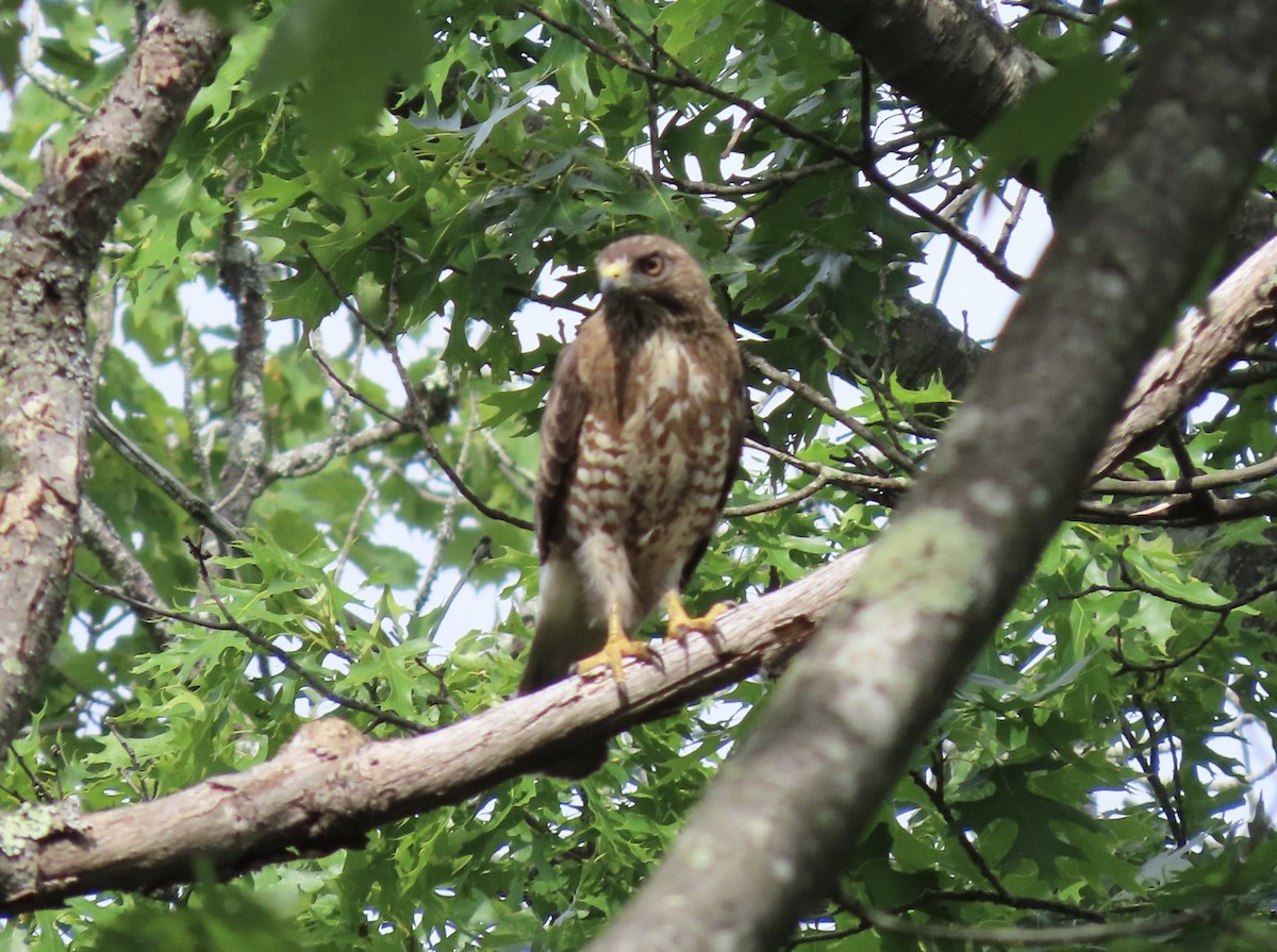 Broad-winged Hawk (Northern) - ML620659861