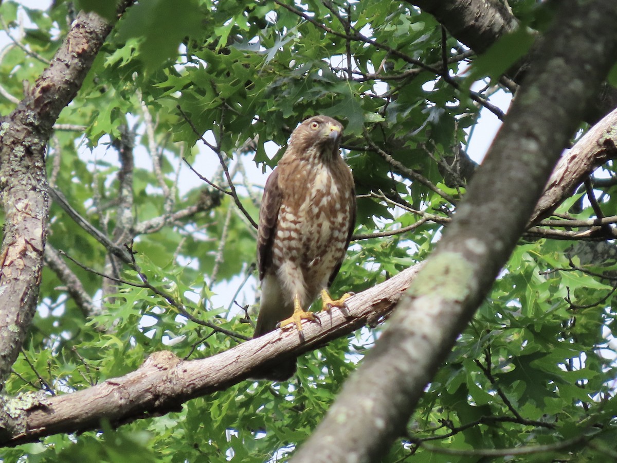 Broad-winged Hawk (Northern) - ML620659862