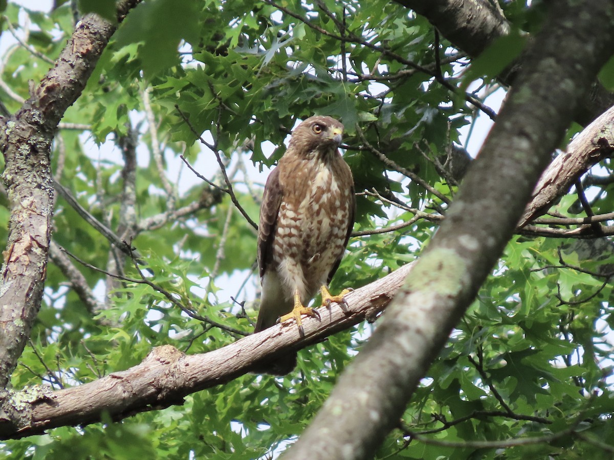 Broad-winged Hawk (Northern) - ML620659864