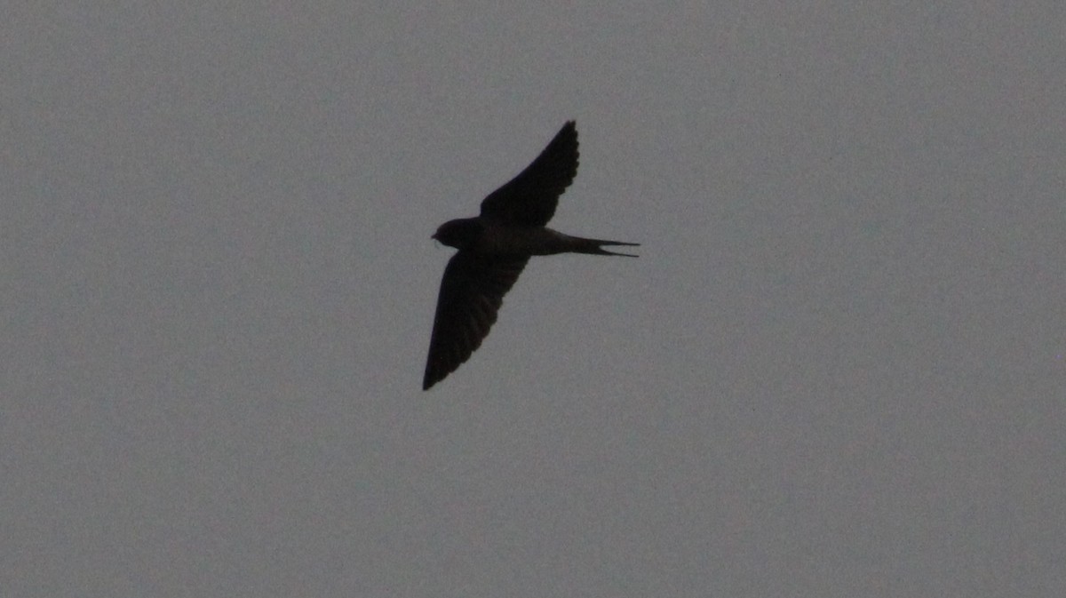 Barn Swallow (American) - ML620659865