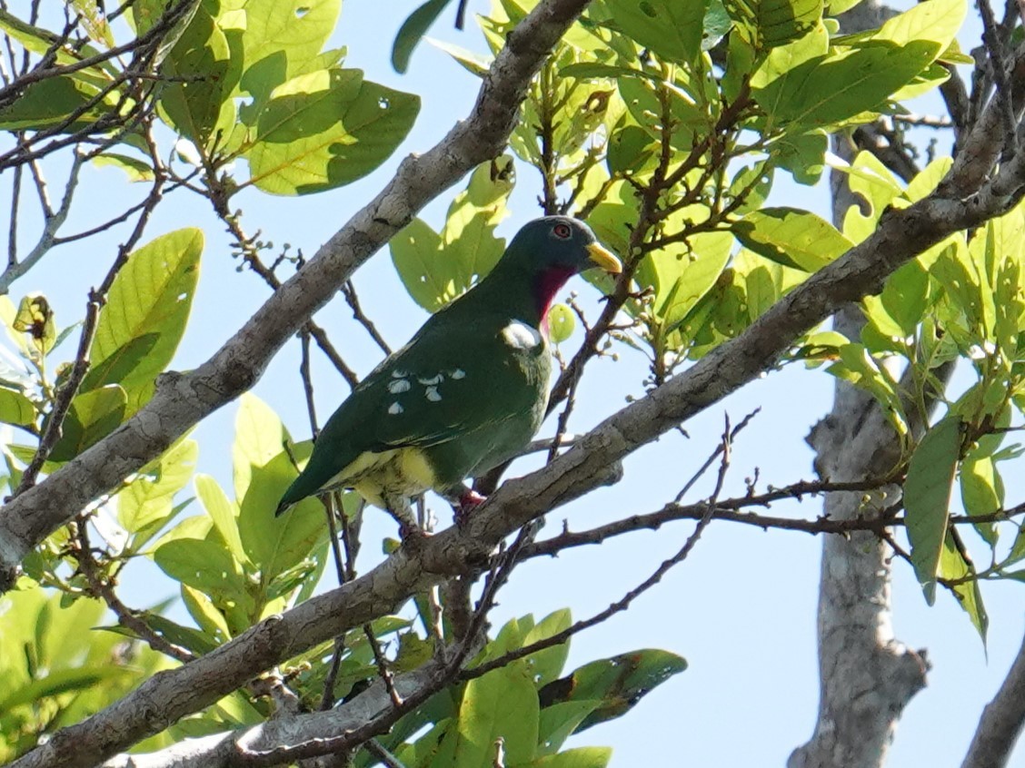 Claret-breasted Fruit-Dove - ML620659866