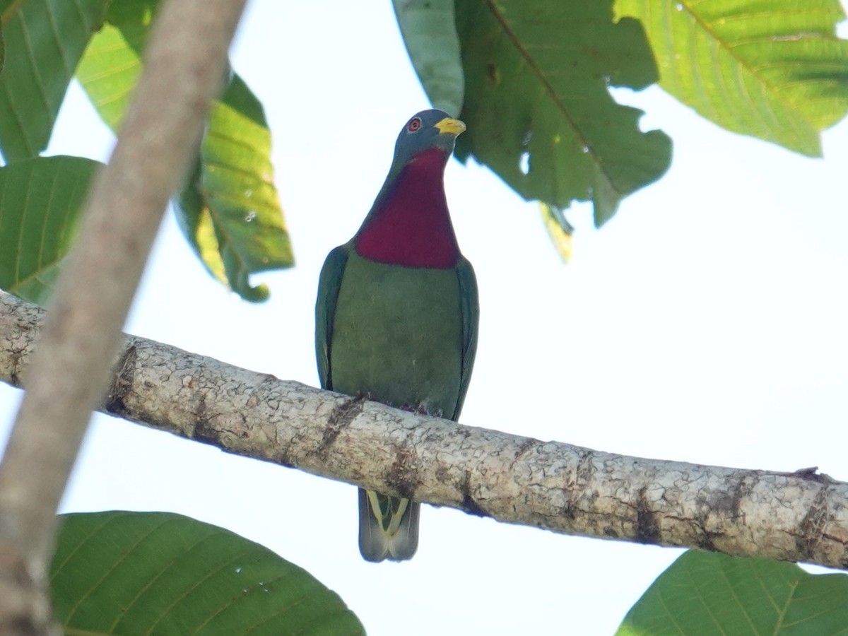 Claret-breasted Fruit-Dove - ML620659869