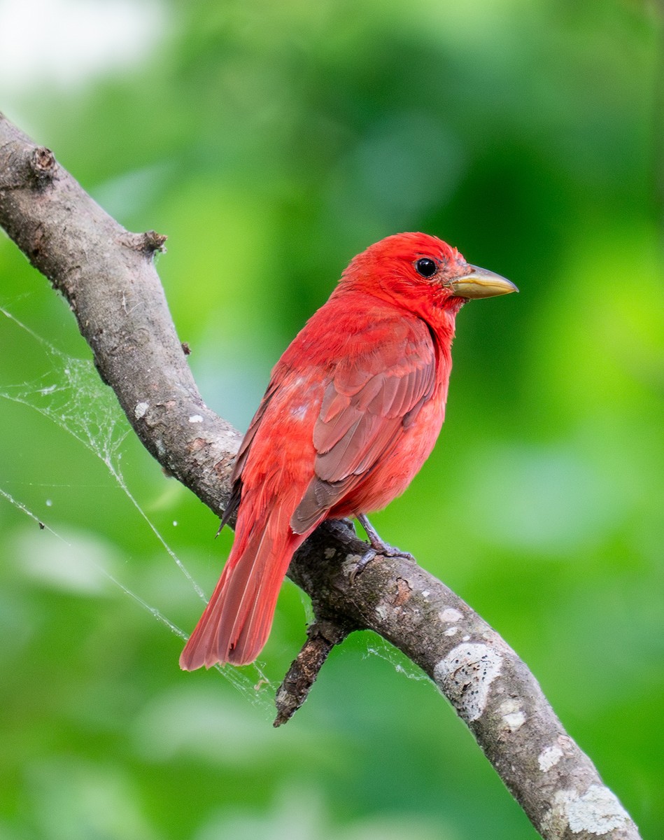 Summer Tanager - ML620659870