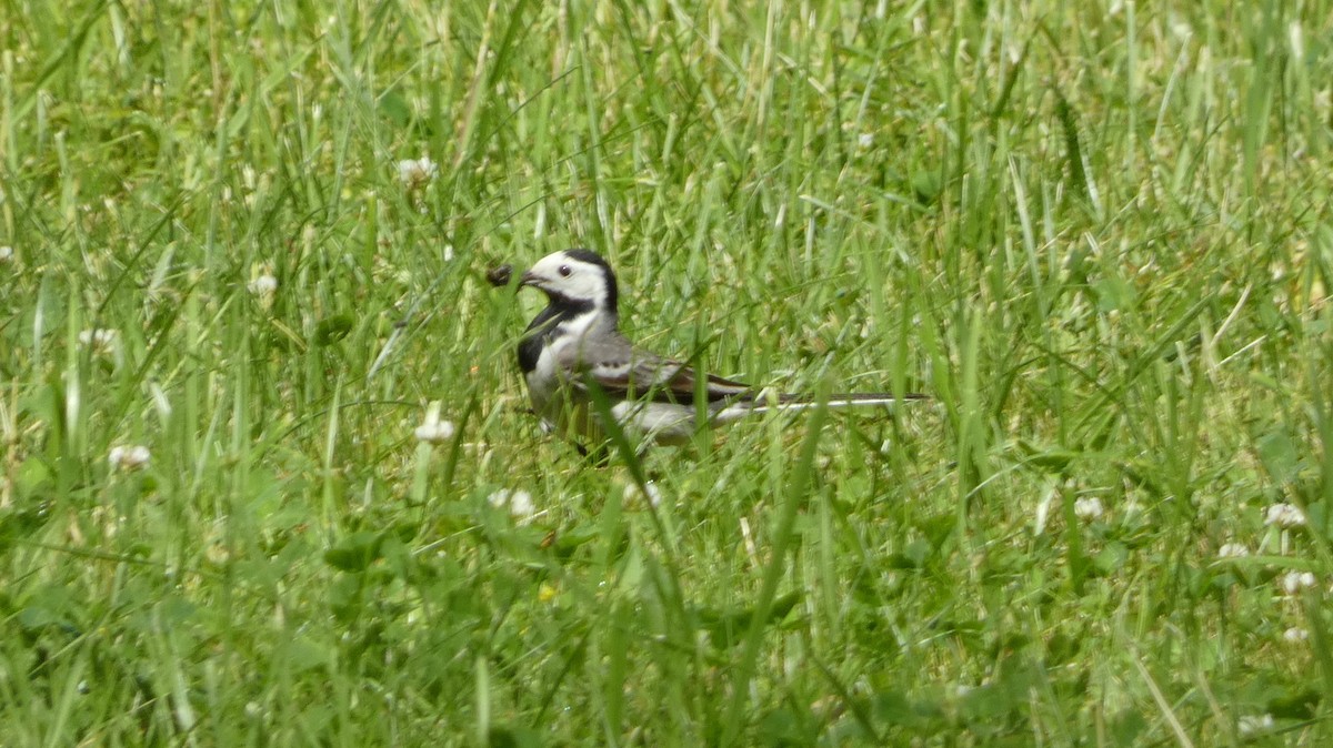 White Wagtail - ML620659872