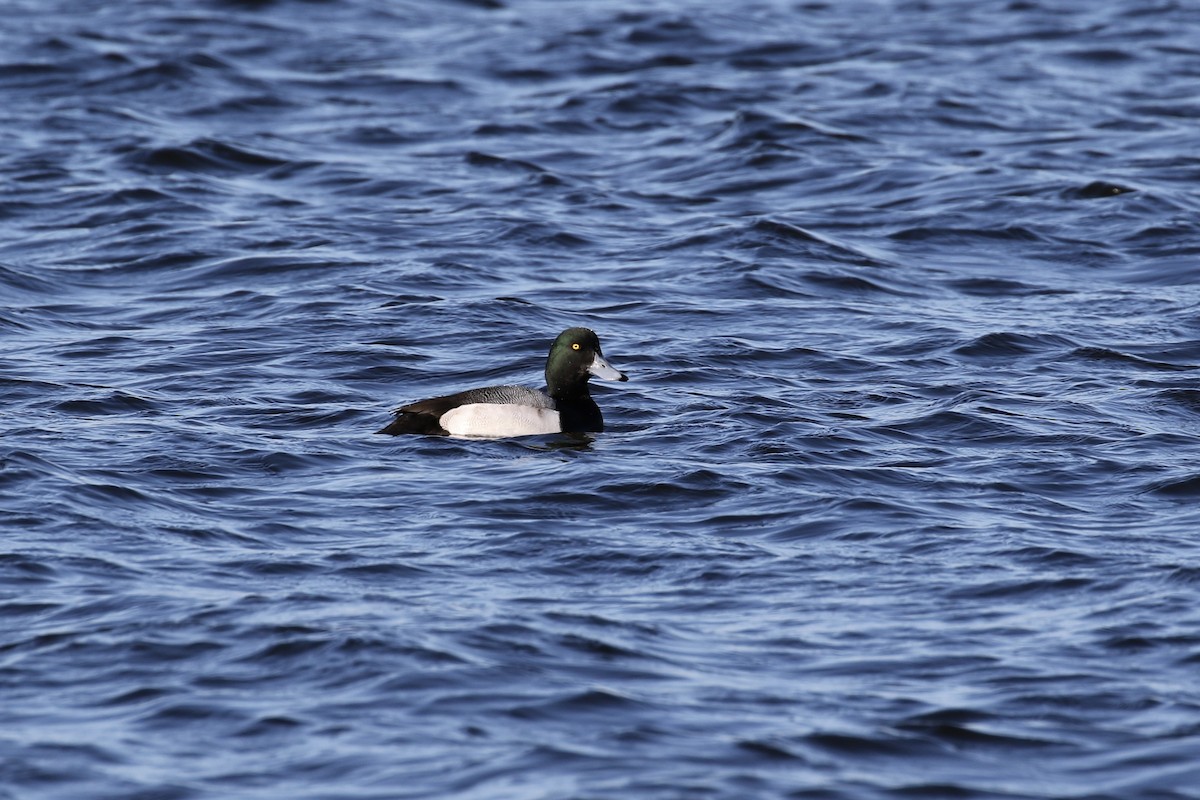 Greater Scaup - ML620659877